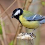 Vroegste koolmeesei ooit ontdekt in Nederland, gedateerd op 21 maart 2026