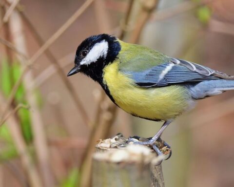 Vroegste koolmeesei ooit ontdekt in Nederland, gedateerd op 21 maart 2026