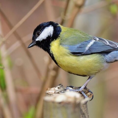 Vroegste koolmeesei ooit ontdekt in Nederland, gedateerd op 21 maart 2026