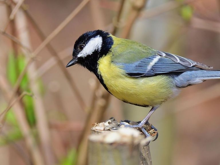 Vroegste koolmeesei ooit ontdekt in Nederland, gedateerd op 21 maart 2026