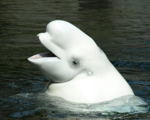 Zeldzame beluga-walvis, eerder gezien bij de Nederlandse kust, waarschijnlijk dood aangetroffen in Zeeland