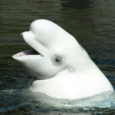 Zeldzame beluga-walvis, eerder gezien bij de Nederlandse kust, waarschijnlijk dood aangetroffen in Zeeland