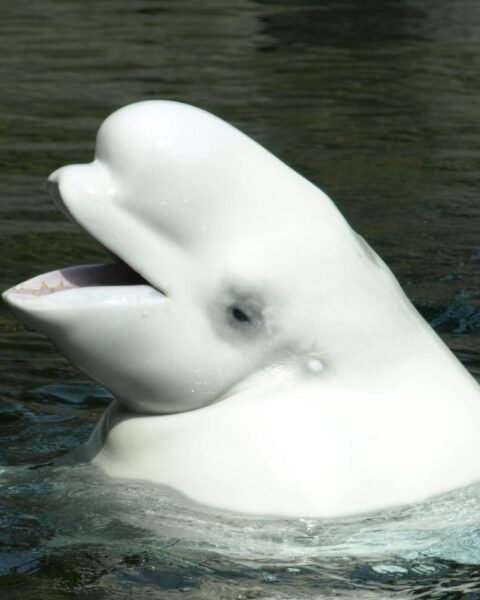 Zeldzame beluga-walvis, eerder gezien bij de Nederlandse kust, waarschijnlijk dood aangetroffen in Zeeland