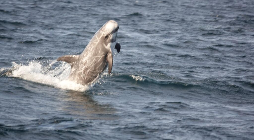 Zeldzame Risso's dolfijn aangespoeld op Banjaardstrand in Zeeland