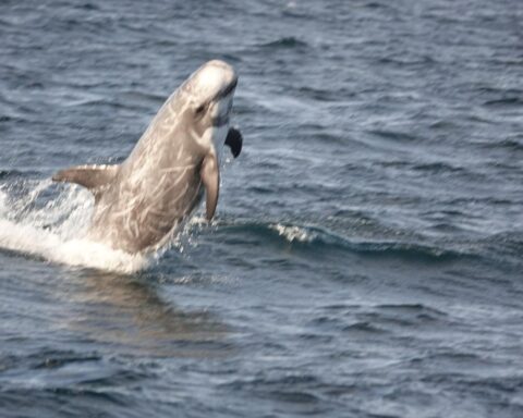 Zeldzame Risso's dolfijn aangespoeld op Banjaardstrand in Zeeland