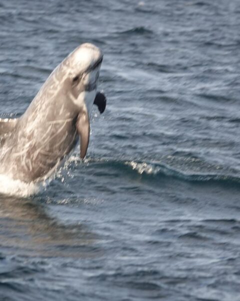 Zeldzame Risso's dolfijn aangespoeld op Banjaardstrand in Zeeland