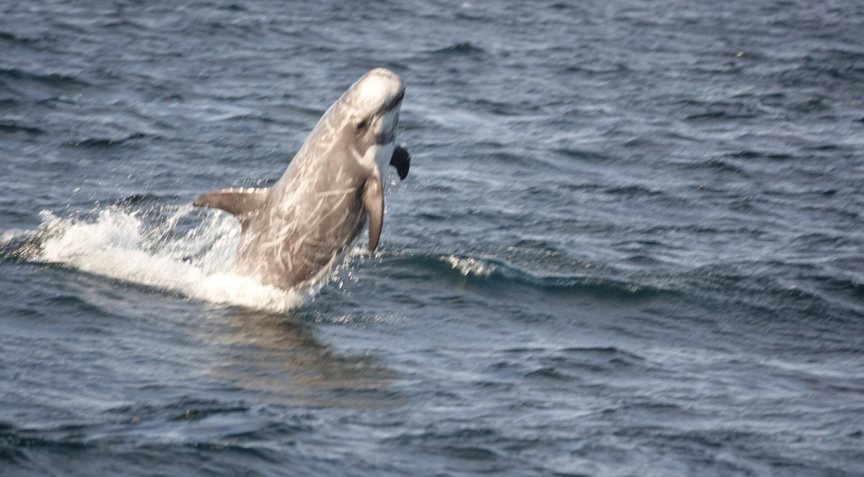 Zeldzame Risso's dolfijn aangespoeld op Banjaardstrand in Zeeland
