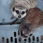 Bijna 100 exotische dieren aangetroffen in vervuilde, oververhitte verblijven; man aangehouden