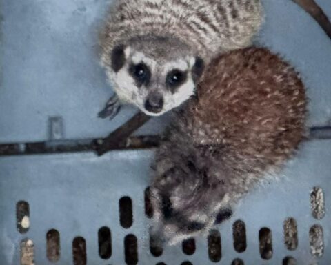 Bijna 100 exotische dieren aangetroffen in vervuilde, oververhitte verblijven; man aangehouden