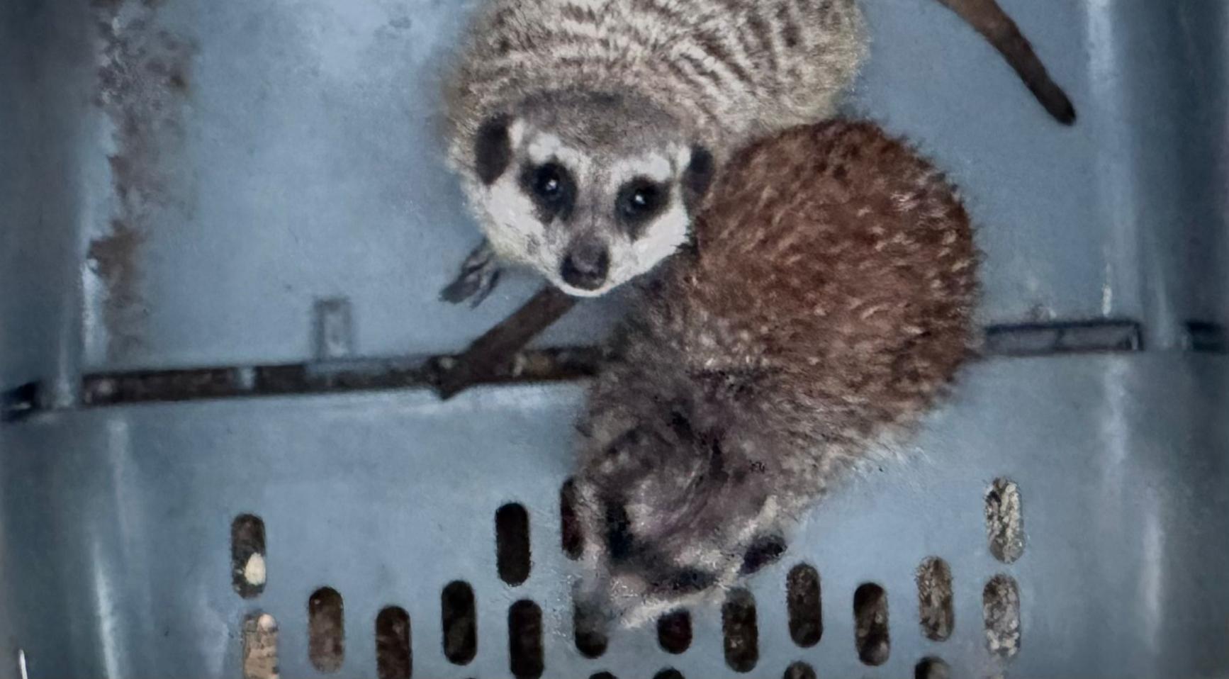 Bijna 100 exotische dieren aangetroffen in vervuilde, oververhitte verblijven; man aangehouden