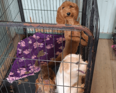 Dierenverwaarlozing in Nederland neemt voor derde achtereenvolgende jaar in ernst toe