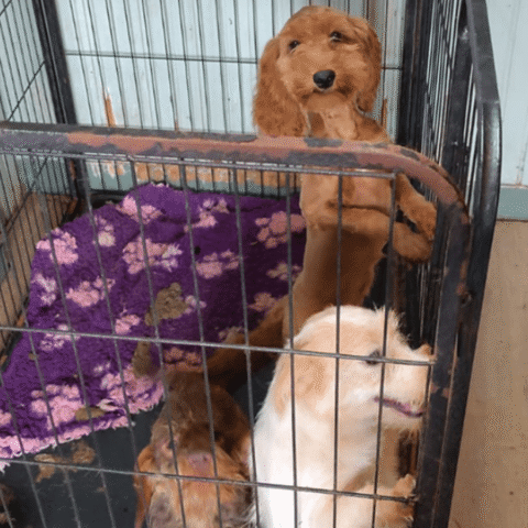 Dierenverwaarlozing in Nederland neemt voor derde achtereenvolgende jaar in ernst toe