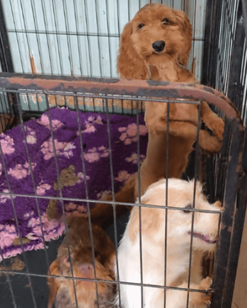 Dierenverwaarlozing in Nederland neemt voor derde achtereenvolgende jaar in ernst toe