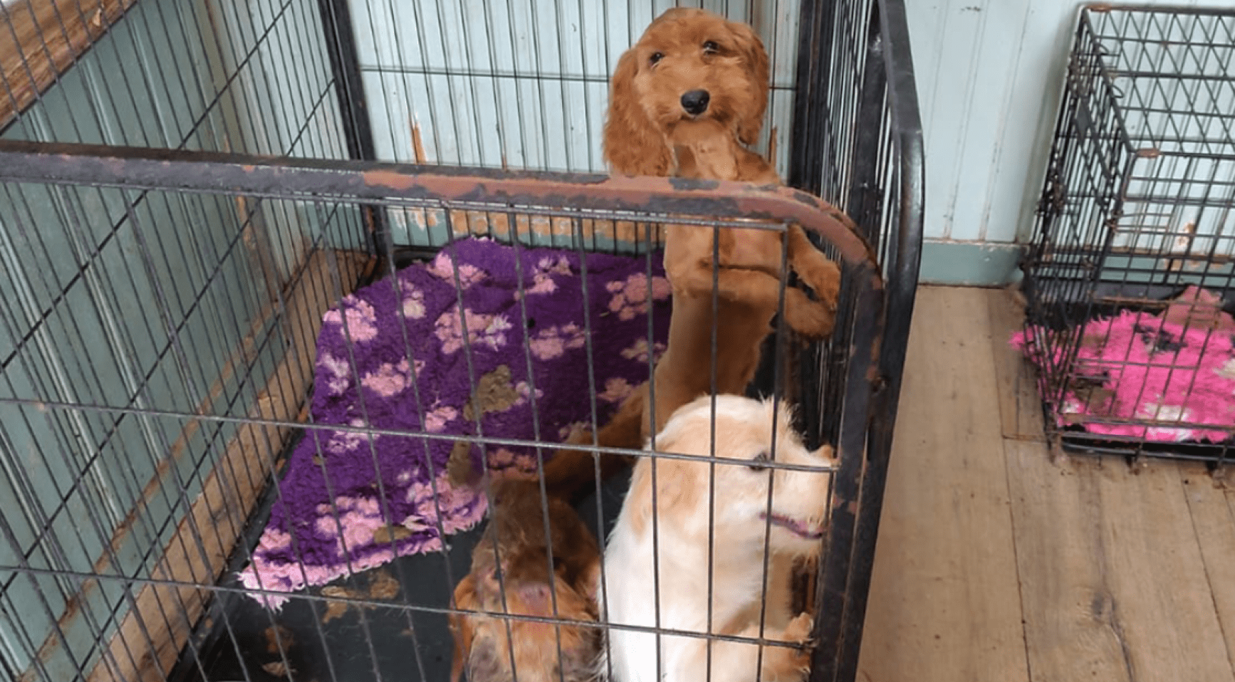 Dierenverwaarlozing in Nederland neemt voor derde achtereenvolgende jaar in ernst toe