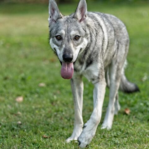 Eigenaren van grote honden betalen 32% tot 36% meer voor hondenverzekering dan eigenaren van kleine rassen