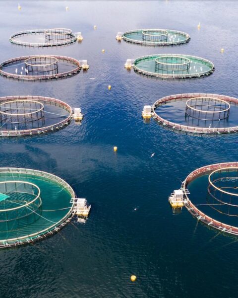 Foodwatch vraagt om strengere snoekbaarslabels na de dood van 2,5 miljoen vissen op gecertificeerd Noors farm