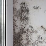 Hogere energiekosten leiden tot meer problemen met schimmel en vocht; 17% meer woningen geïnspecteerd