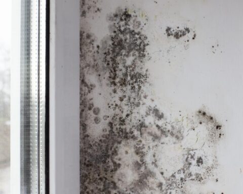 Hogere energiekosten leiden tot meer problemen met schimmel en vocht; 17% meer woningen geïnspecteerd