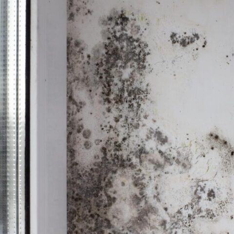 Hogere energiekosten leiden tot meer problemen met schimmel en vocht; 17% meer woningen geïnspecteerd