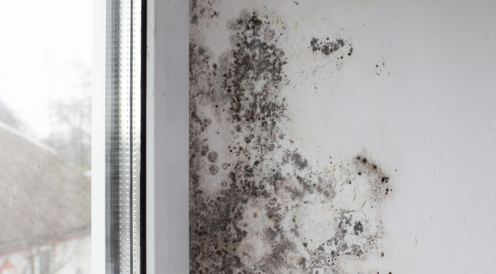 Hogere energiekosten leiden tot meer problemen met schimmel en vocht; 17% meer woningen geïnspecteerd