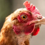 Kabinet onderzoekt vaccinatie van kippen tegen vogelgriep in Nederland