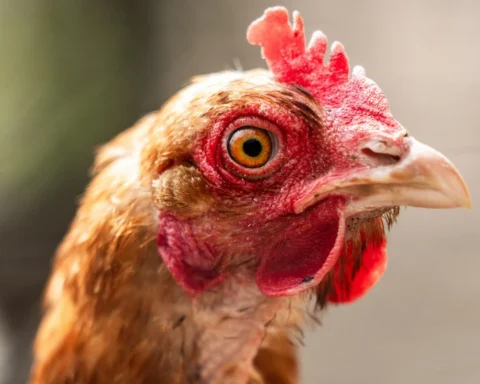 Kabinet onderzoekt vaccinatie van kippen tegen vogelgriep in Nederland