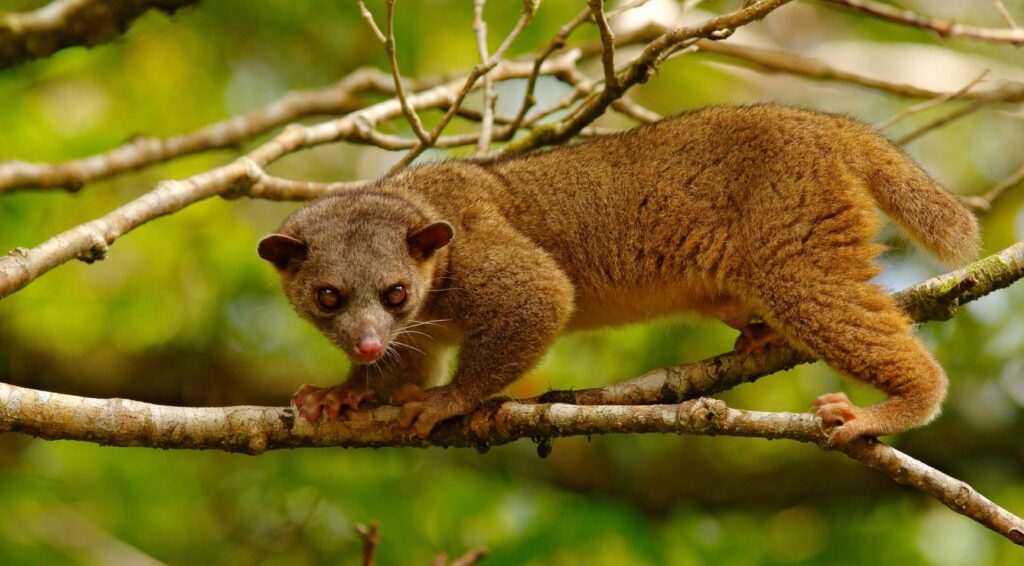 Kinkajou ontsnapt uit Tilburgse dierentuin en zorgt voor schrik bij bewoners