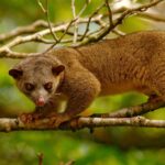 Kinkajou ontsnapt uit Tilburgse dierentuin en zorgt voor schrik bij bewoners