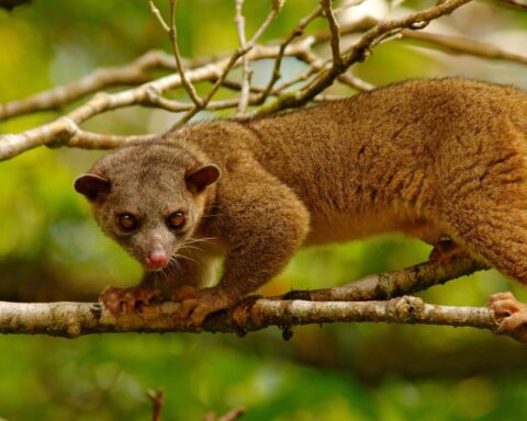 Kinkajou ontsnapt uit Tilburgse dierentuin en zorgt voor schrik bij bewoners