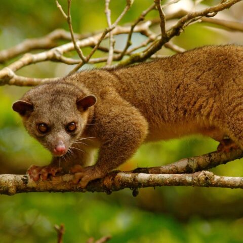 Kinkajou ontsnapt uit Tilburgse dierentuin en zorgt voor schrik bij bewoners