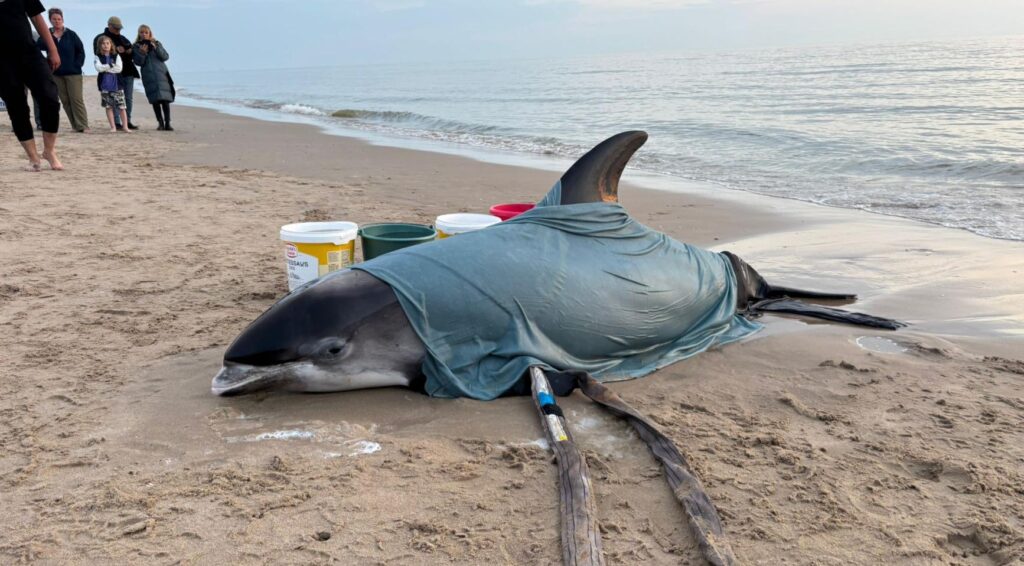 Levensechte witbeake-dolfijn aangespoeld op strand van Egmond aan Zee