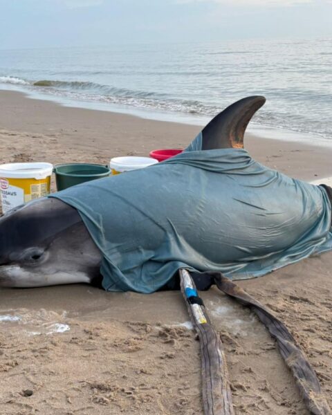 Levensechte witbeake-dolfijn aangespoeld op strand van Egmond aan Zee