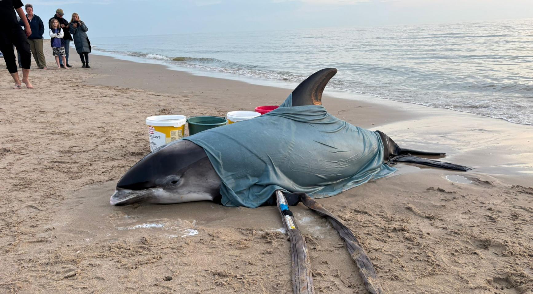 Levensechte witbeake-dolfijn aangespoeld op strand van Egmond aan Zee