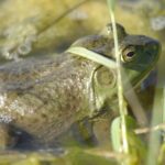 Noord-Brabant luidt alarm voor invasieve Amerikaanse bullfrog; één gevonden in Valkenswaard