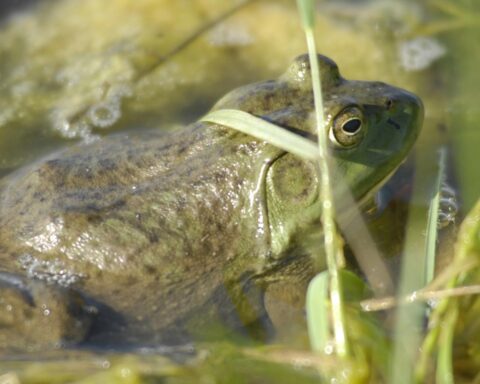 Noord-Brabant luidt alarm voor invasieve Amerikaanse bullfrog; één gevonden in Valkenswaard