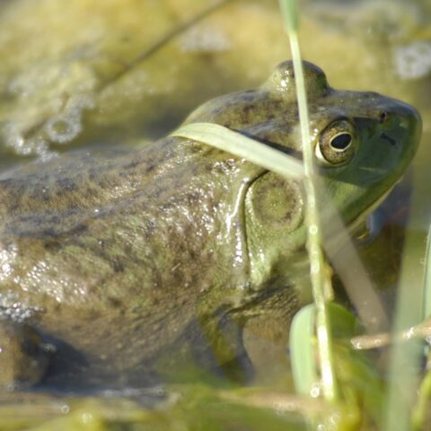 Noord-Brabant luidt alarm voor invasieve Amerikaanse bullfrog; één gevonden in Valkenswaard