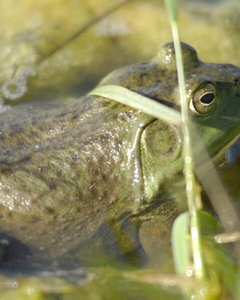 Noord-Brabant luidt alarm voor invasieve Amerikaanse bullfrog; één gevonden in Valkenswaard