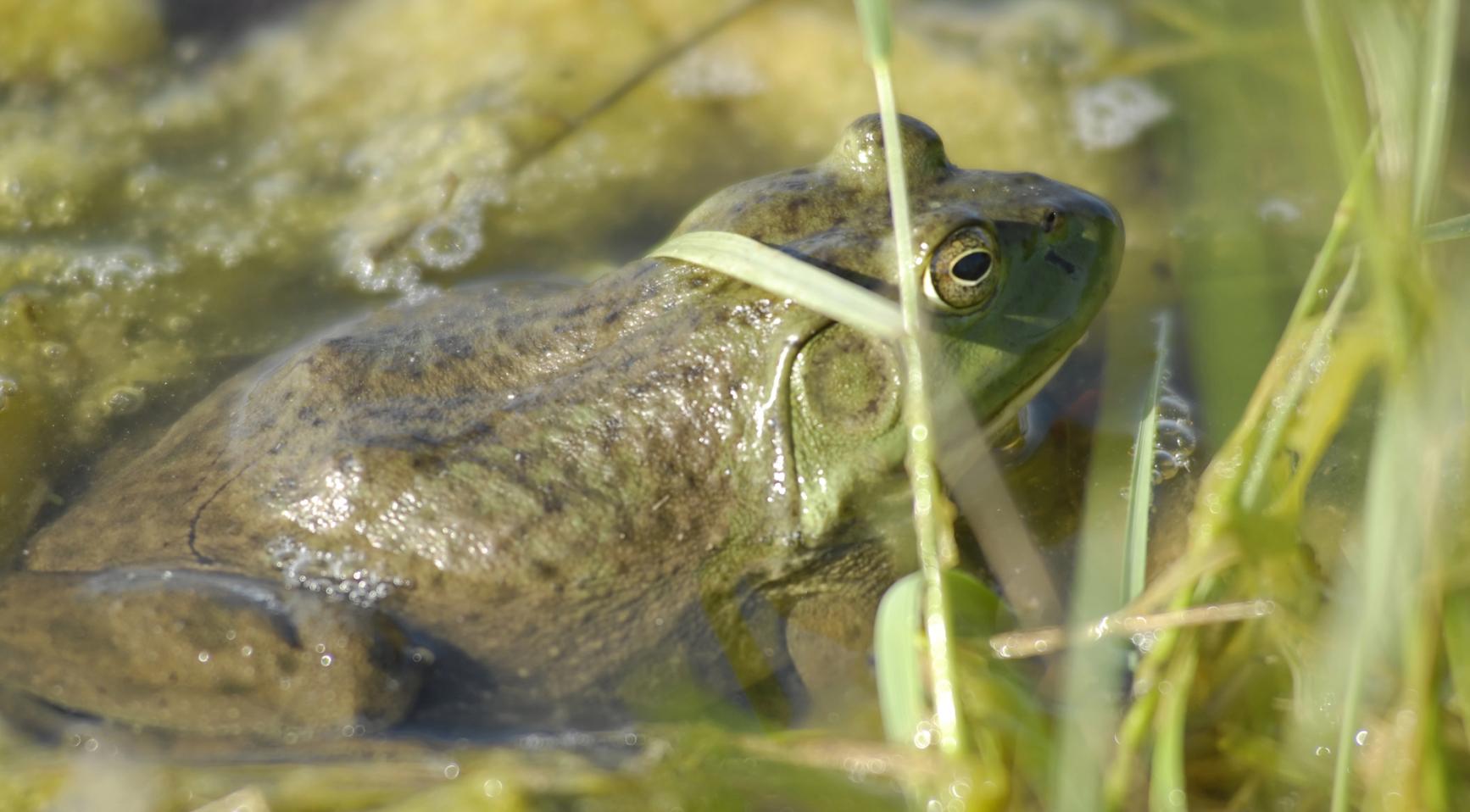 Noord-Brabant luidt alarm voor invasieve Amerikaanse bullfrog; één gevonden in Valkenswaard
