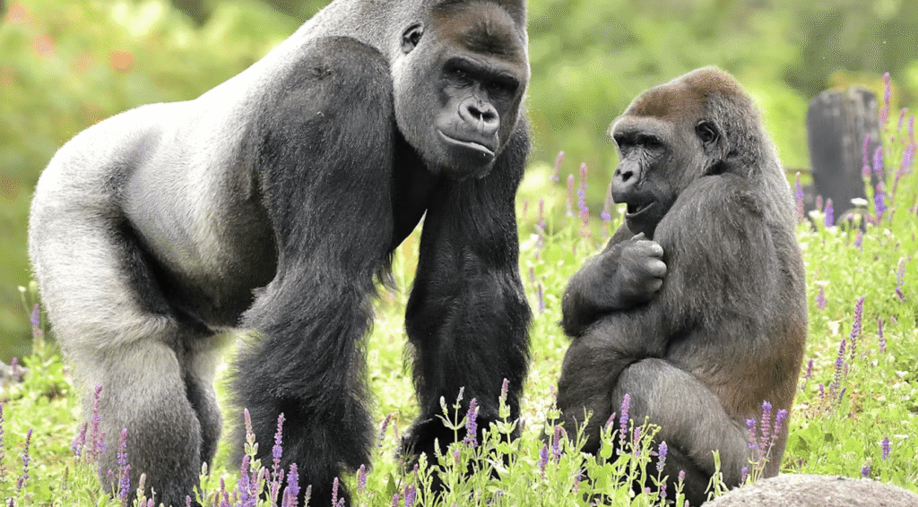 Vier gorilla's arriveren tijdelijk in Rotterdam Zoo Blijdorp
