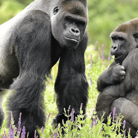 Vier gorilla's arriveren tijdelijk in Rotterdam Zoo Blijdorp