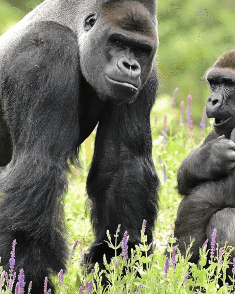 Vier gorilla's arriveren tijdelijk in Rotterdam Zoo Blijdorp