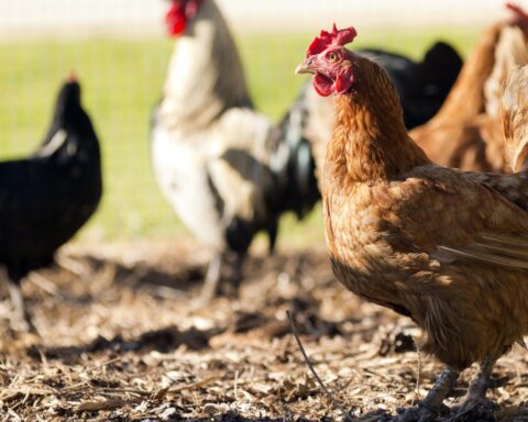 Vogelpest keert terug in Friesland en Flevoland, waardoor meer dan 135.000 vogels moeten worden afgevoerd