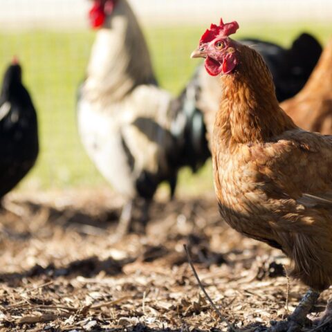 Vogelpest keert terug in Friesland en Flevoland, waardoor meer dan 135.000 vogels moeten worden afgevoerd