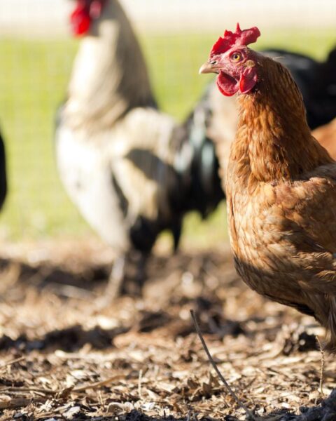 Vogelpest keert terug in Friesland en Flevoland, waardoor meer dan 135.000 vogels moeten worden afgevoerd