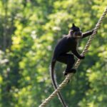 Aap in Hilvarenbeek ontsnapt uit Safaripark Beekse Bergen