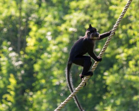 Aap in Hilvarenbeek ontsnapt uit Safaripark Beekse Bergen