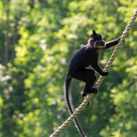 Aap in Hilvarenbeek ontsnapt uit Safaripark Beekse Bergen