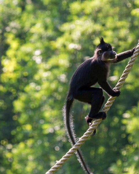 Aap in Hilvarenbeek ontsnapt uit Safaripark Beekse Bergen
