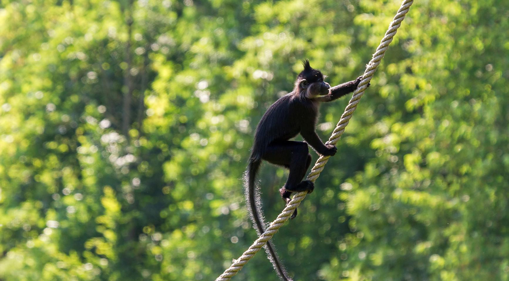 Aap in Hilvarenbeek ontsnapt uit Safaripark Beekse Bergen