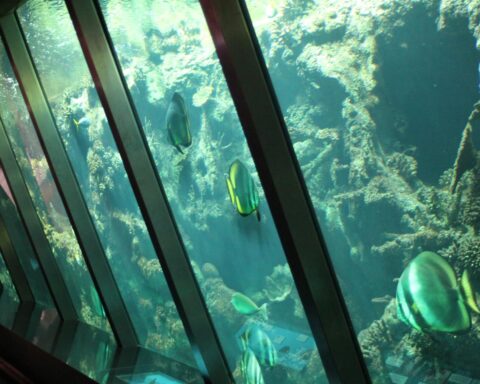 Amsterdam Artis Zoo aquarium heropent zaterdag na renovatie van €50 miljoen